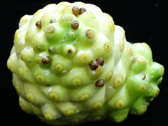 Noni (Morinda citrifolia): Hemispherical scale (Saissetia coffeae)