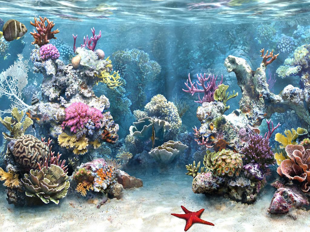 Wallpaper Pemandangan Dalam Laut Gambar Viral Hd