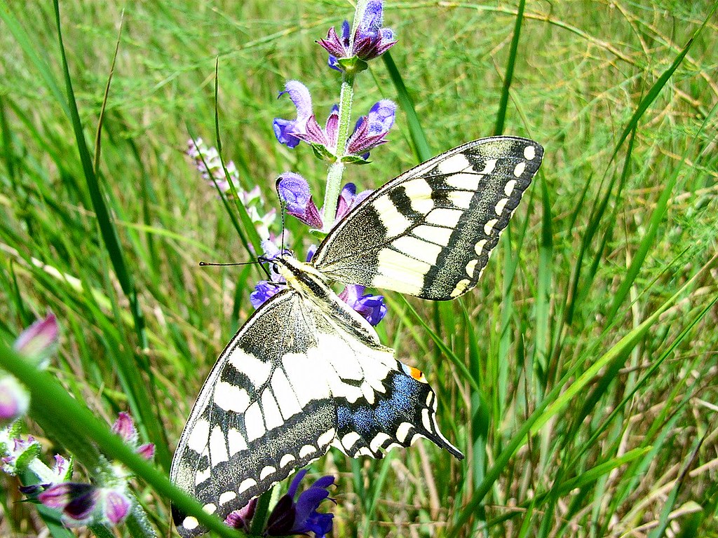 2007-07-11 vlinders 144