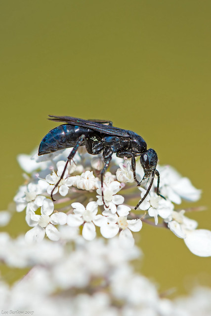 blue-black spider wasp Victoria bc