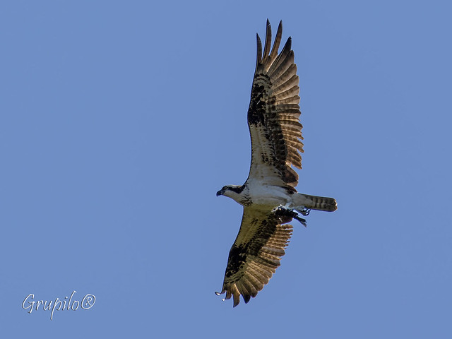 Águia-pescadora (Pandion haliaetus) - Osprey