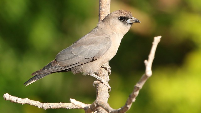 Black Faced Woodswallow  (20)