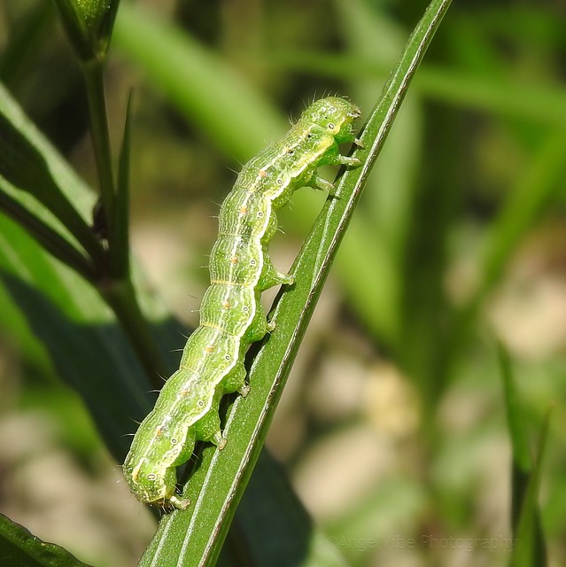 Cabbage Looper Caterpillar