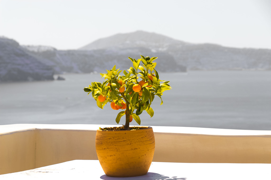 Source: wallboat.com/yellow-flower-pot-in-santorini/
This is a free image you can use it.More free Images @ wallboat.com All images are Public Domain/Free and you can use any where for any purpose without any permission.Even you can use for commercial purpose.

#animal #wallpaper #freephotos #freeimages #business #education #beauty #fashion #architecture #cars #food #drink #landscapes #nature #people #religion #travel #vacation #science #technology #communication #love #relation #beach