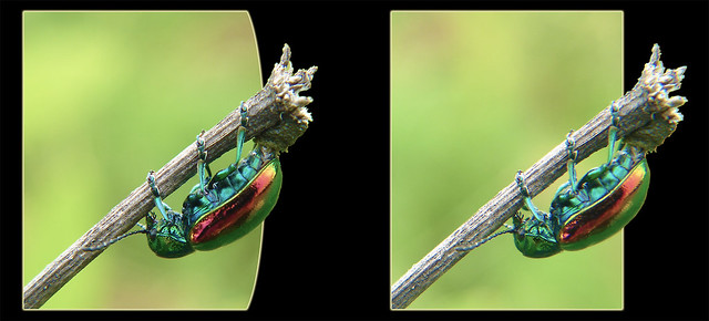 Female Dogbane Leaf Beetle Laying Eggs 3 - Crosseye 3D