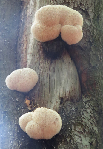 pruikzwam (Hericium erinaceus) | by marcella2/tovje