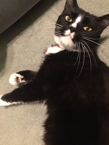I’ve been taking care of this boy, named Chamuel (Cham for... - The Caturday | by TheCaturday
