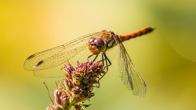 Dragonfly watching you