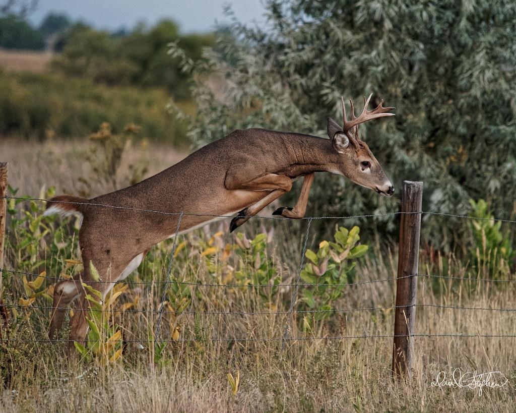 Young Buck Jumps Fence - 4 of 19
