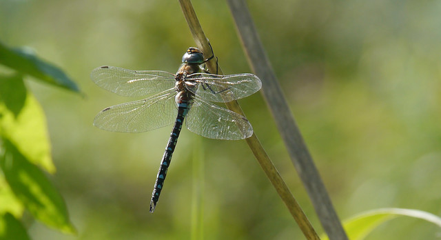 Dragonflies at Catcott Heath