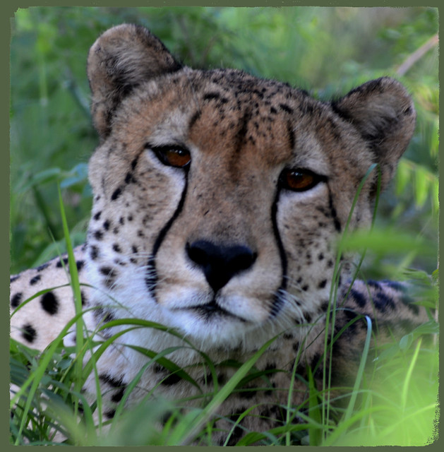 Cheetah / Jagluiperd (Acinonyx jubatus).