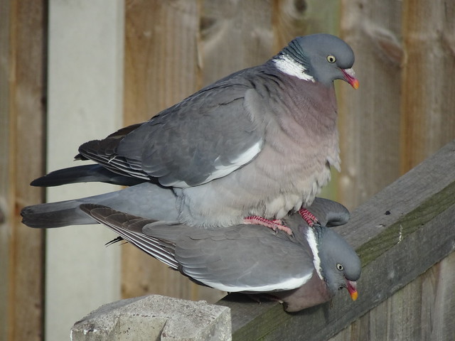 Stacked pigeons