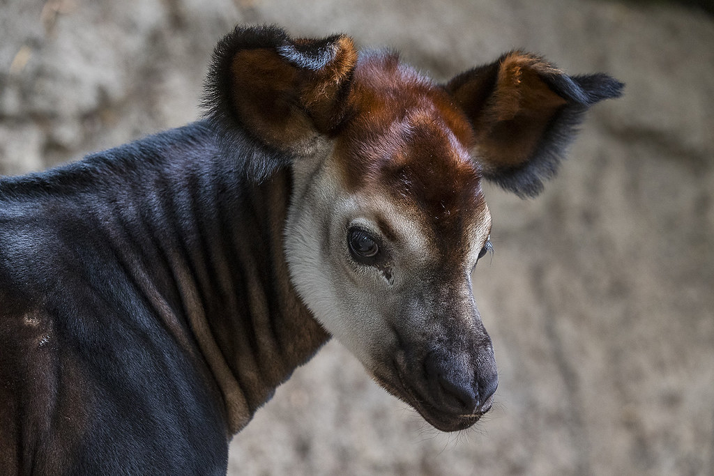 Staff Welcomes Mosi, First Endangered Okapi Born at the Zo… | Flickr