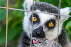 Locked up Lemur