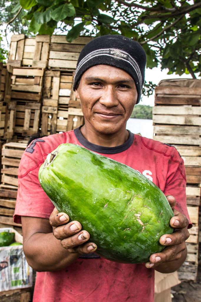 Harvested papaya from an agroforestry System in La Roya community.