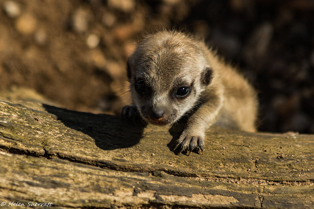 Baby meerkat (15 days old)