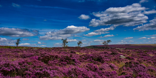 trees purple sky clouds nikon d7200 national nature nationalpark naturalworld naturephotography countryside colour color sigma18250macro padleygorge scenicsnotjustlandscapes landscapes ngc