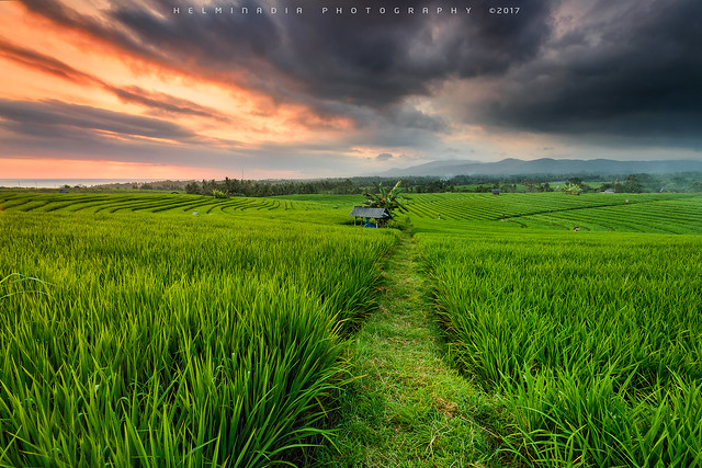 Soka Rice Field sunset