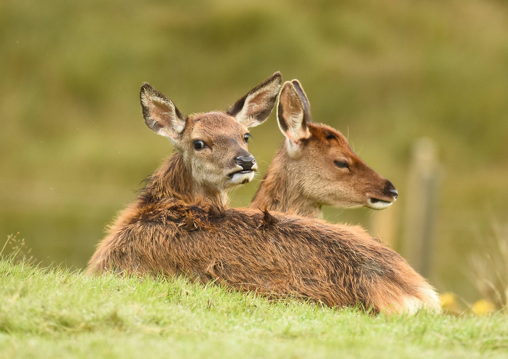Red deer calves | George Findlay | Flickr