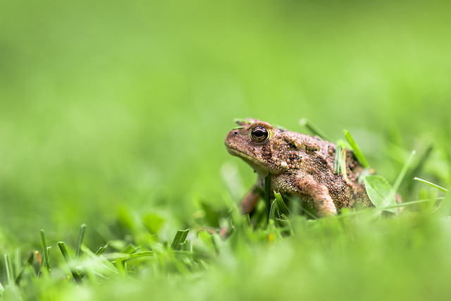 toad in green grass