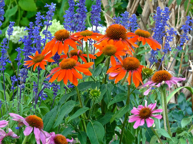 A Riot of Summer Colour and ¼ Million Views