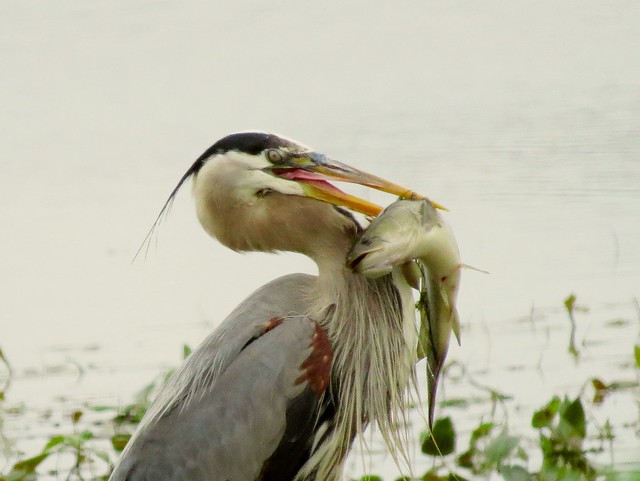Great Blue Heron with large Bowfin