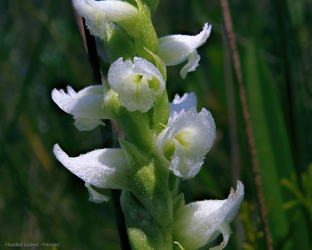 Hooded Ladies'-tresses - Spiranthes romanzoffiana  -  Orchidaceae: Orchid Family