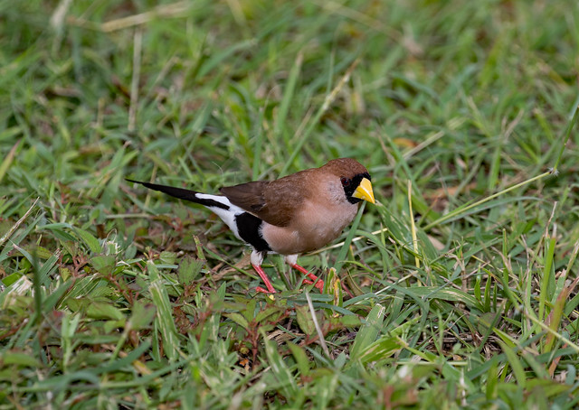 (First capture of species) Masked Finch (Peophila personata) (12.5 centimetres).01