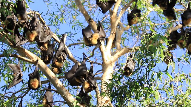 Fruit Bats in Gum tree Port Douglas