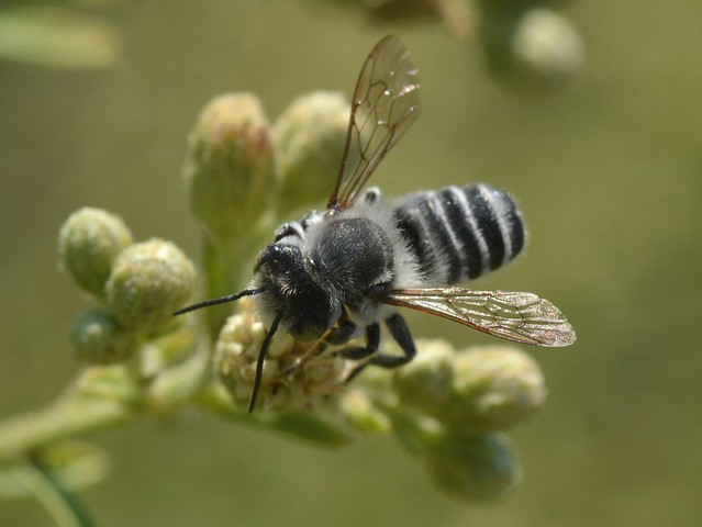 Leaf Cutter Bee (Megachile) on Smooth Baccharis