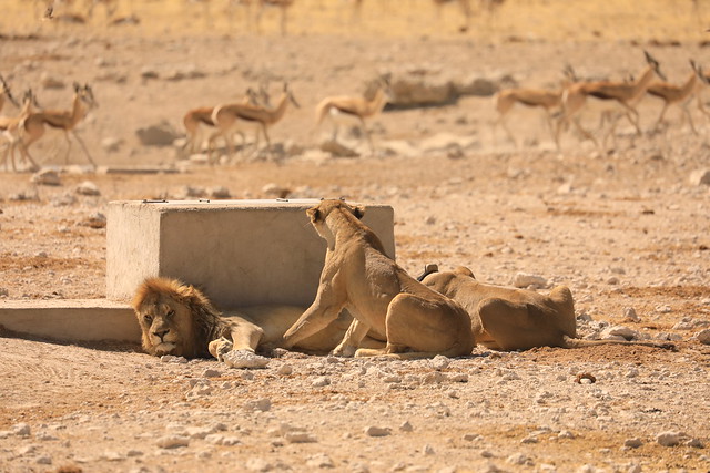 Lions Lying in Wait at a Waterhole Etosha National Park Namibia Africa