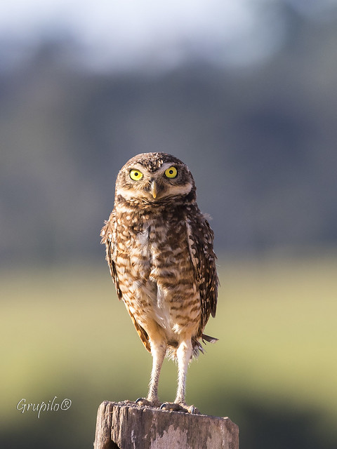 Coruja-buraqueira (Athene cunicularia) - Burrowing Owl