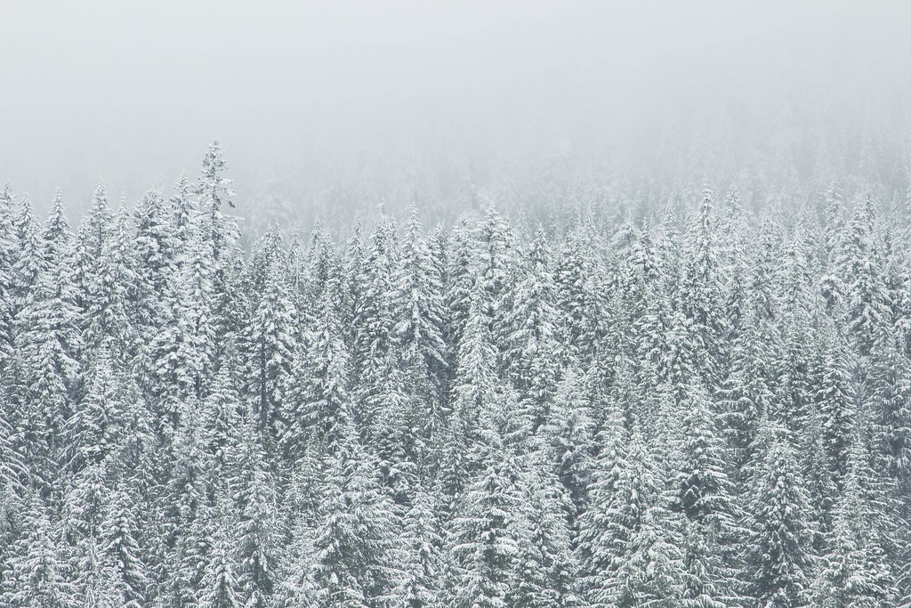 Source: wallboat.com/white-snow-trees-in-winter/
This is a free image you can use it.More free Images @ wallboat.com All images are Public Domain/Free and you can use any where for any purpose without any permission.Even you can use for commercial purpose.

#animal #wallpaper #freephotos #freeimages #business #education #beauty #fashion #architecture #cars #food #drink #landscapes #nature #people #religion #travel #vacation #science #technology #communication #love #relation #beach
