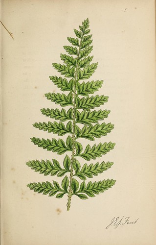 n34_w1150 | The ferns and fern allies of Wakefield and its n… | Flickr