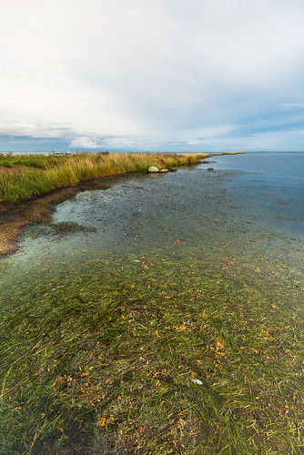 kalmarlän sverige se water vatten see sjö östersjön balticsea sjögräs seeweed