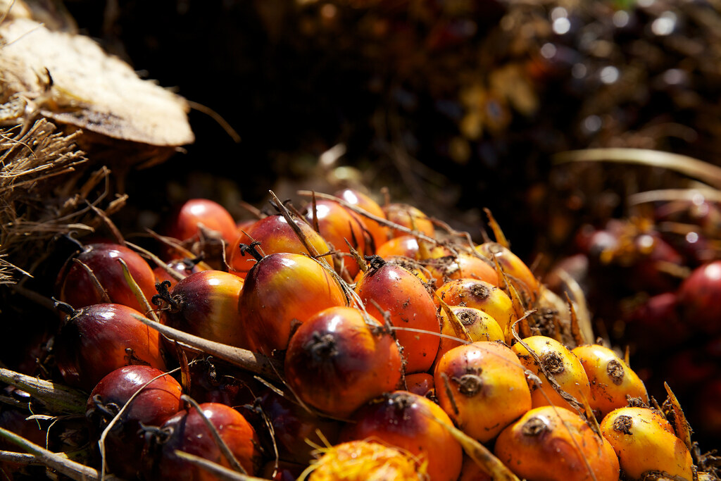 Oil palm fruits ripening. Photo by Nanang Sujana/CIFOR cifor.org blog.cifor.org...