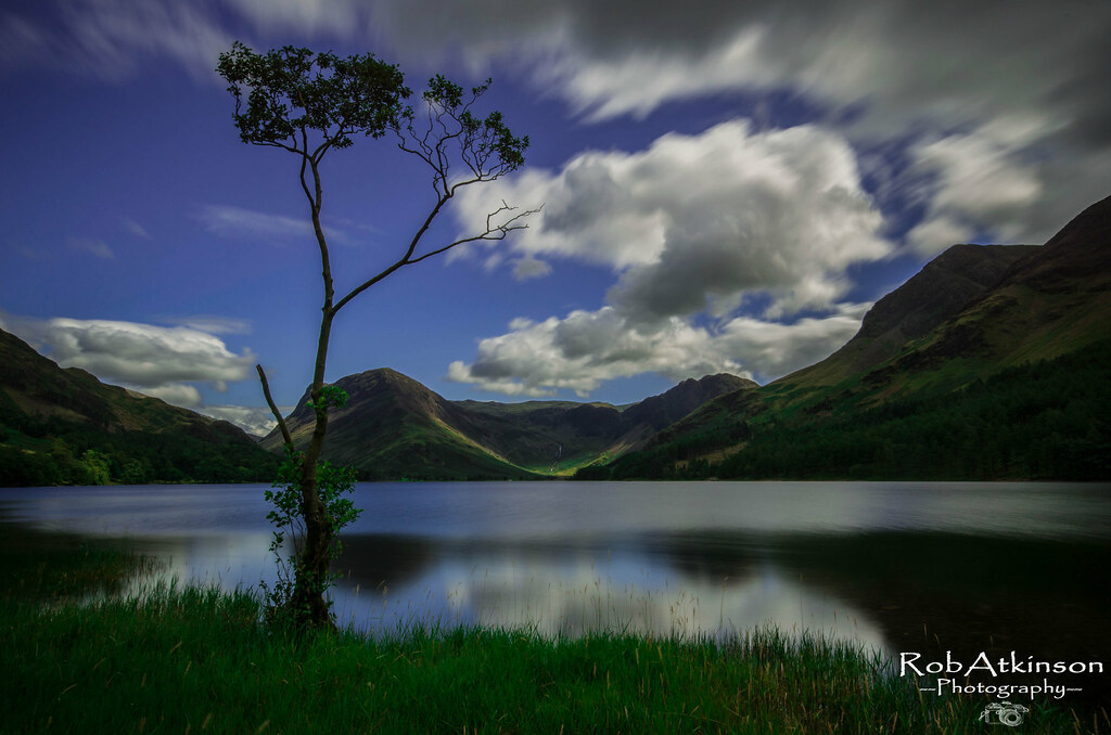 Buttermere tree