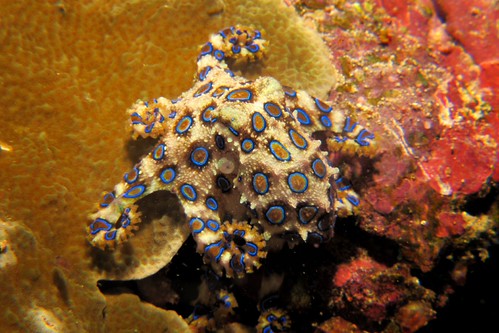 CelebesDivers - underwater 10 (Hapalochlaena lunulata)