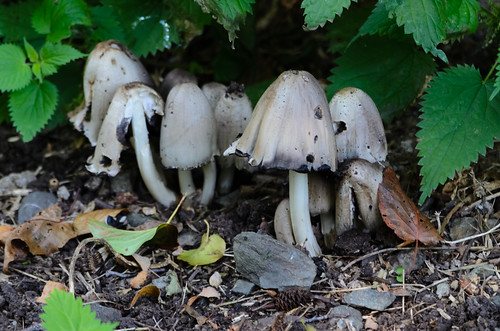 Common inkcaps growing by nettles