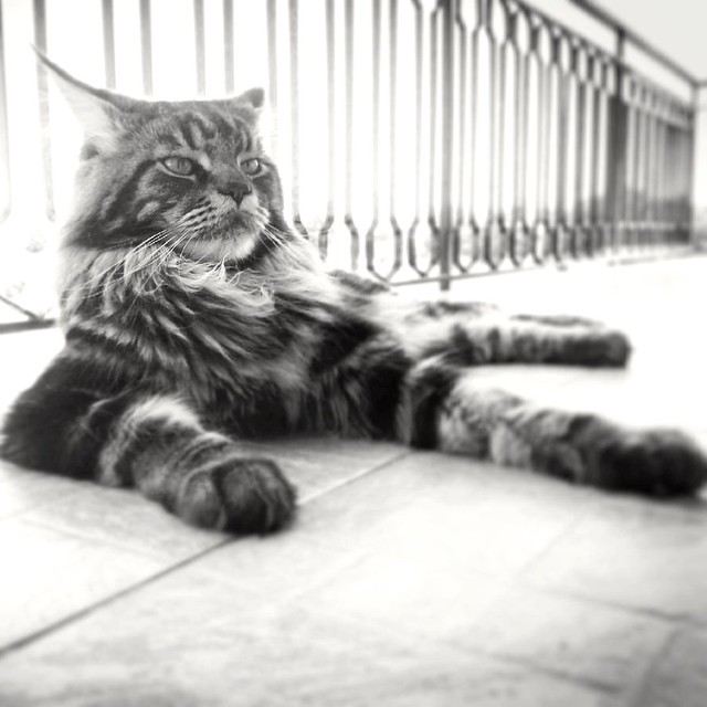 Young Maine coon cat posing