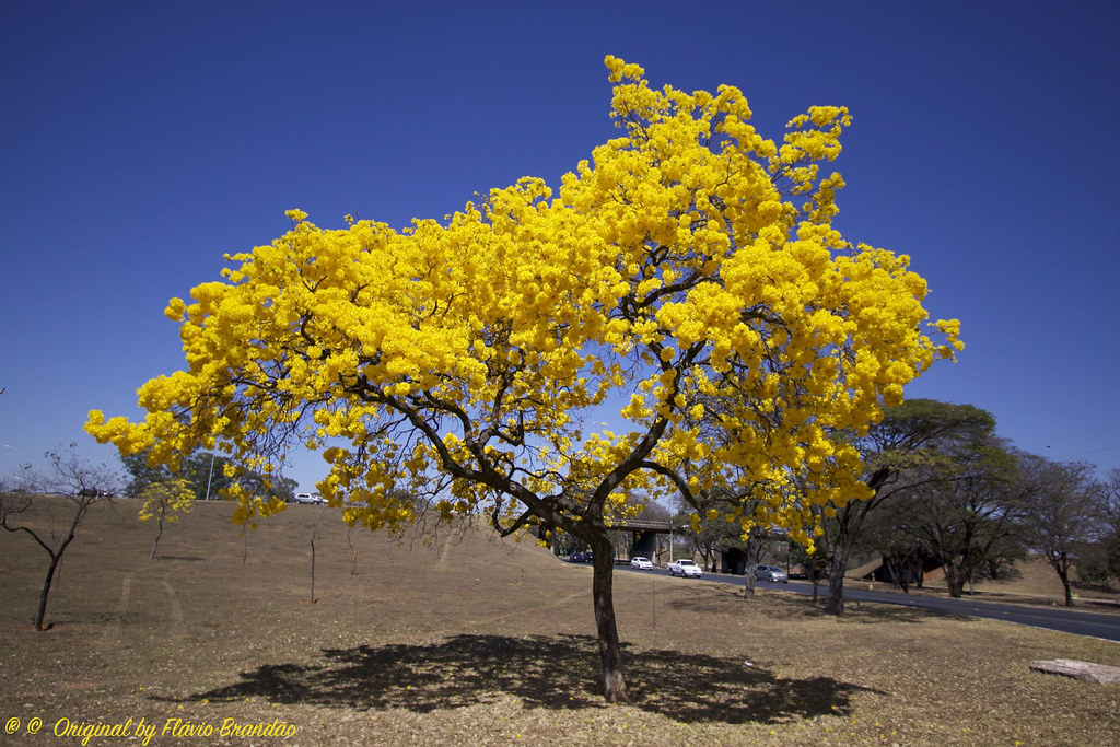 Série com o Ipê-amarelo em Brasília, Brasil - Series with the Trumpet tree, Golden Trumpet Tree, Pau D'arco or Tabebuia in Brasília, Brazil - 20-08-2017 – IMG_7546