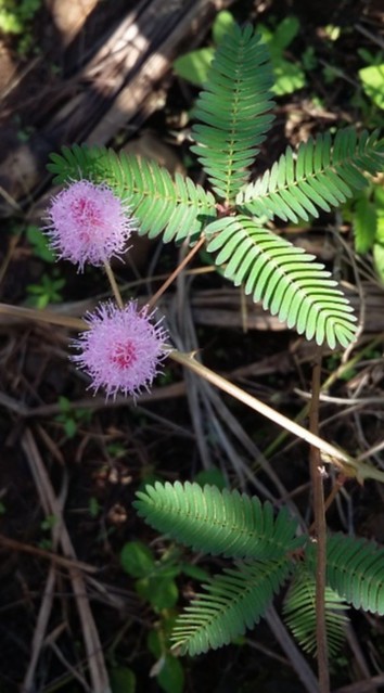 Sensitive (Mimosa pudica)