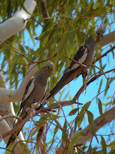 diashow länder australien bestimmen erlnichtweb tiere vögel yannarie westernaustralia
