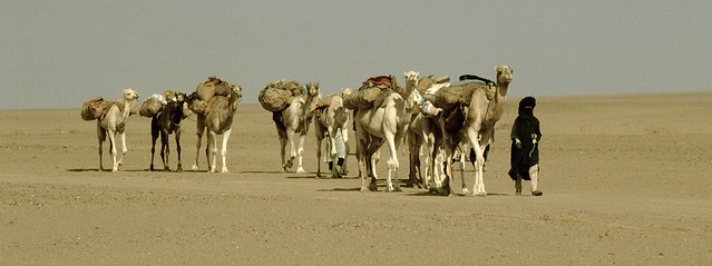 carovana tuareg