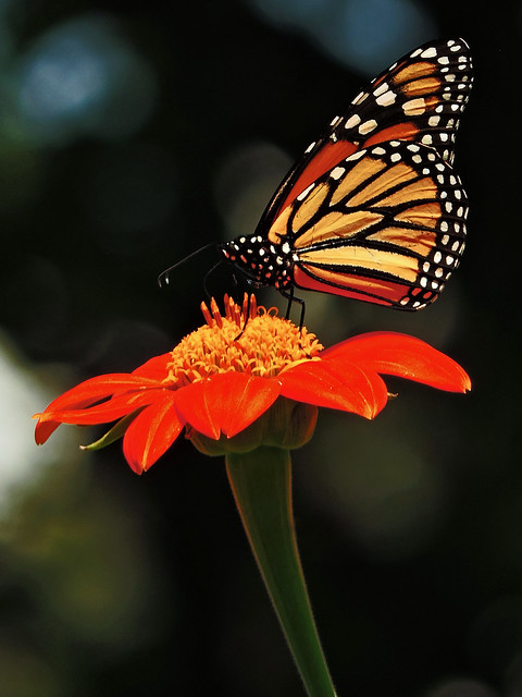 Monarch Butterfly on a Mexican Sunflower