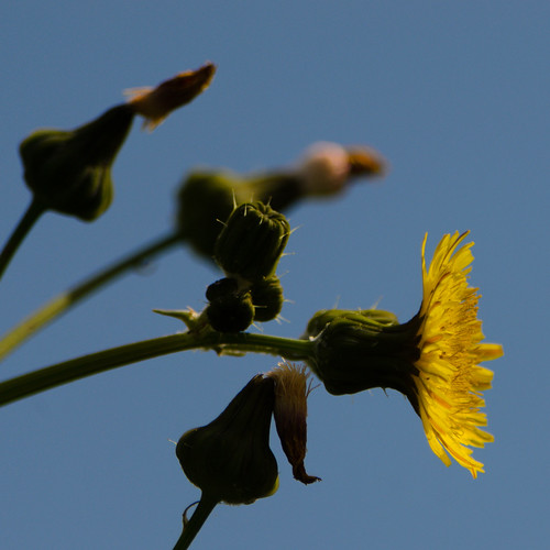 Looking up to sow thistle flower