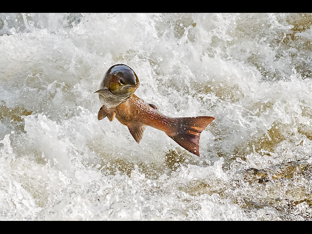 Leaping Salmon