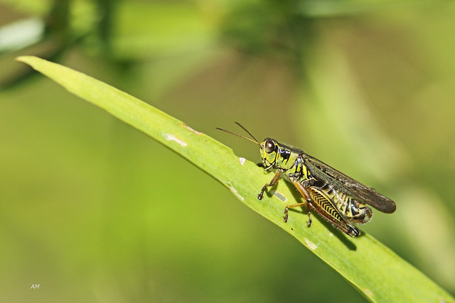 Mélanople birayé / Yellow-striped Grasshopper