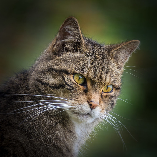 Scottish Wildcat 2
