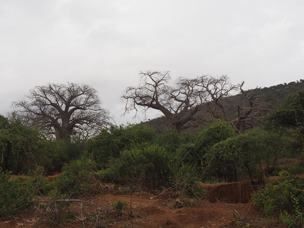 Baobab trees seen on the road...